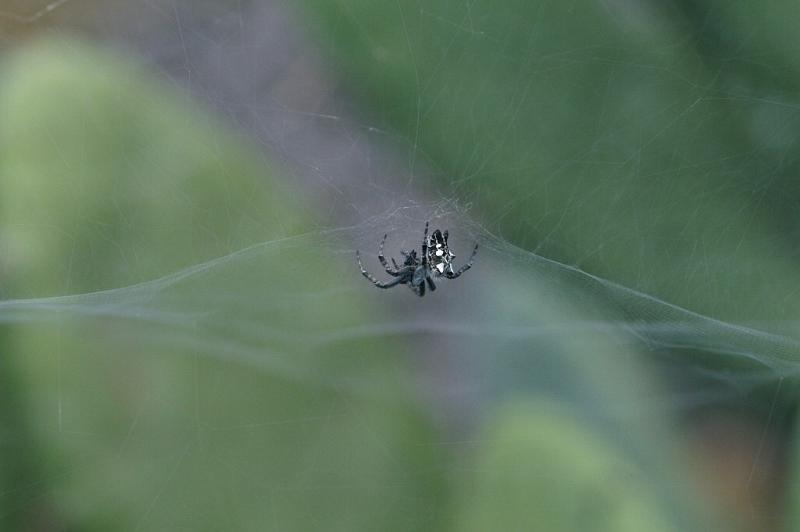 Cyrtophora_citricola_D3185_Z_85_Valle Gran Rey_Spanje.jpg